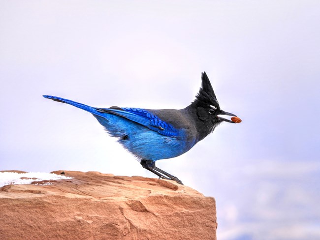 A blue and black bird stands on a rock with a seed between its beak.