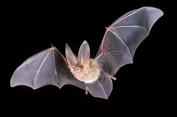 A flying bat against a solid black background