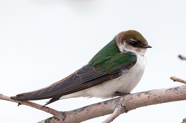 A small purple, green and white bird perched on a branch