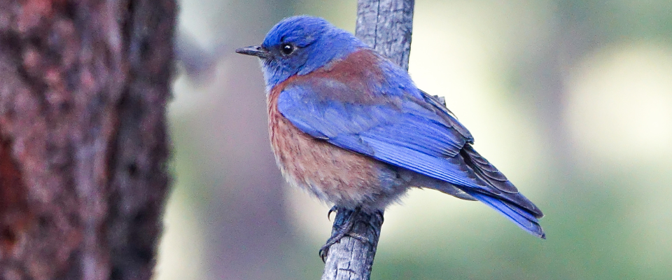 Bright blue bird with brown chest standing on branch