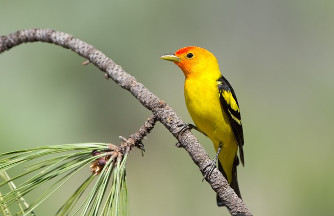 A bright colored red, yellow and orange bird perches on a tree branch