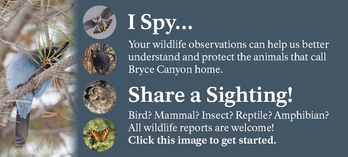 A banner advertising Bryce Canyon's wildlife reporting tool. Click the image to report a wildlife sighting!
