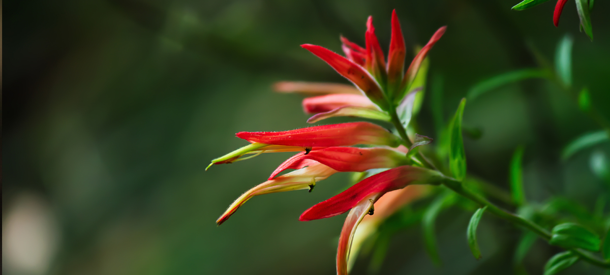 A field of bright orange-red flowers, some blurry in the foreground against a green background