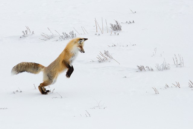 Red Fox on hind feet about to pounce in the snow.