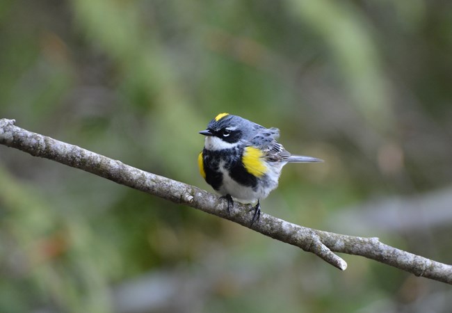 A small yellow, white and black bird stands on a branch