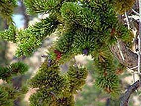 Bristlecone Pine boughs