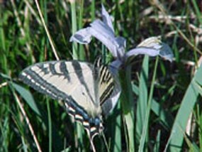 Western Tiger Swallowtail visits an Iris in a meadow of Bryce Canyon
