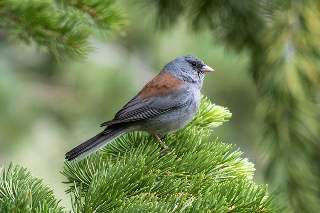 Closeup photo of a Dark Eyed Junco perched in a treetop