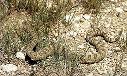Great Basin Rattlesnake moving through the understory