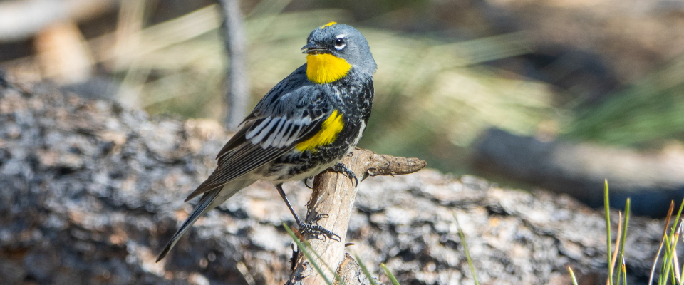 A small gray, black, white and yellow bird standing on a branch with a tree trunk in the background