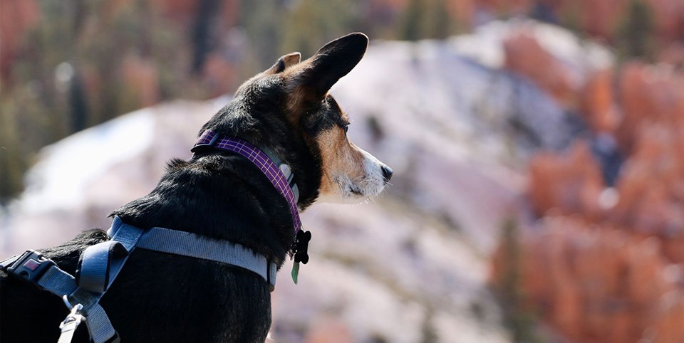 Black brown and white dog looks out at red rock landscape