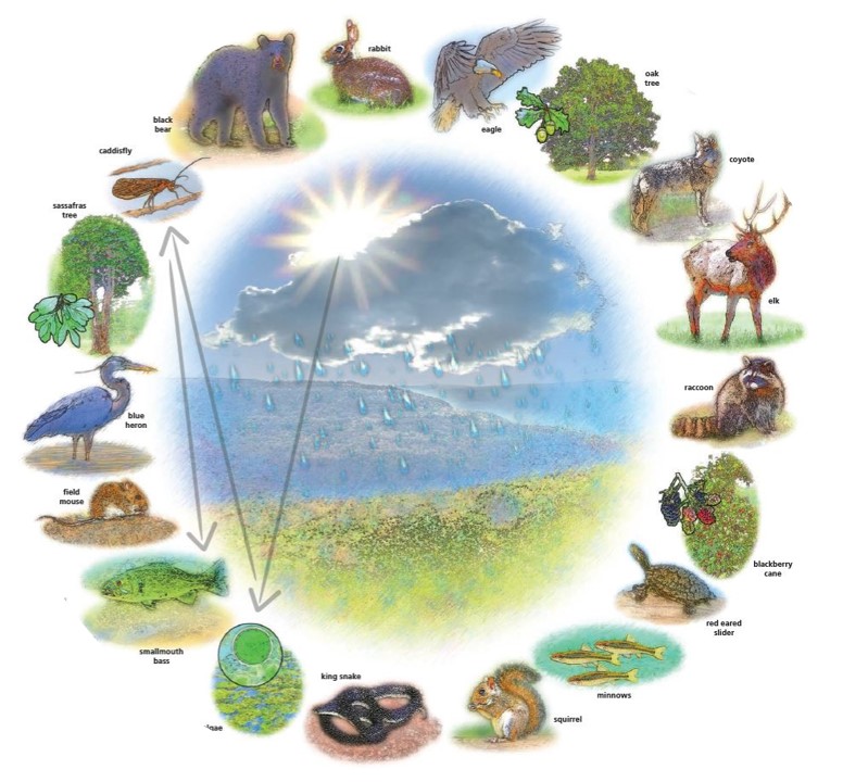 Artistic drawings of native Arkansas animals