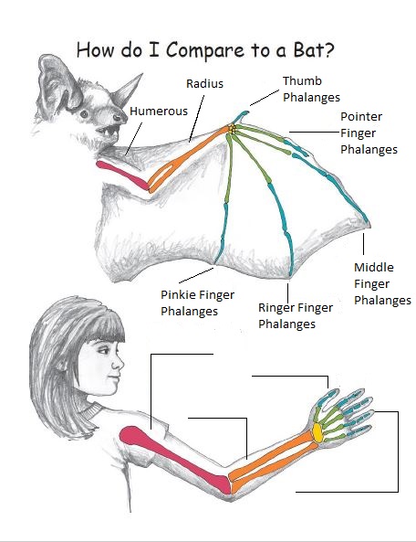 Two drawings, one of a bat wing and the other of a human arm.  Both show the bones inside of each.  The bones in the bat wing are labeled.  The bones in the human arm are not.