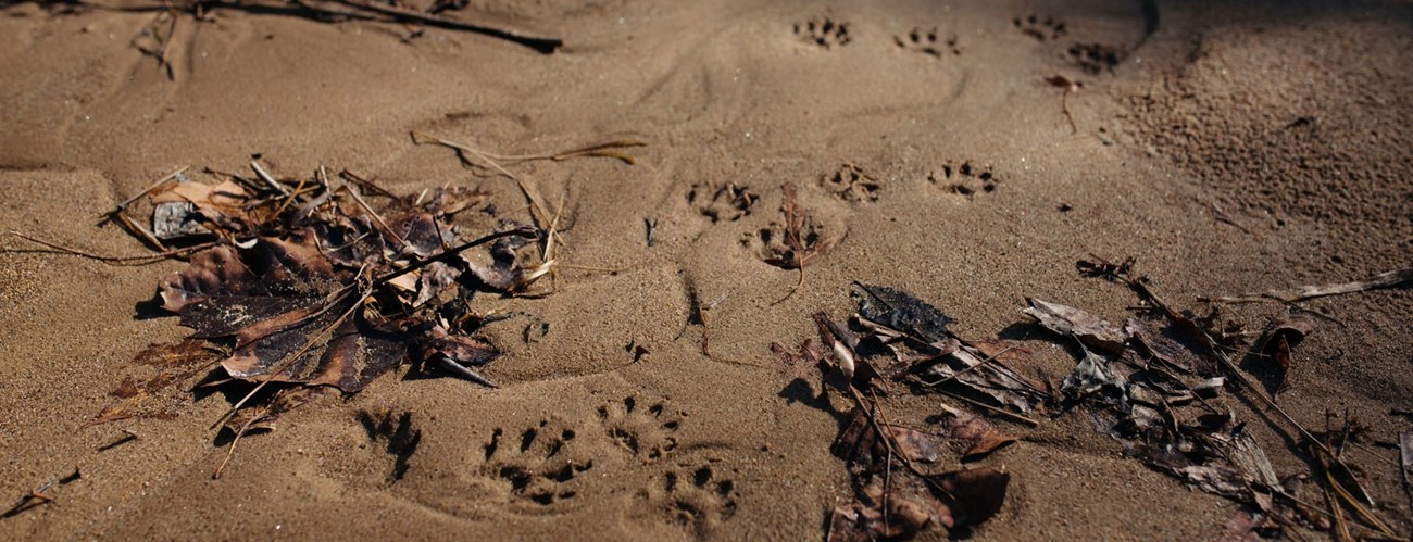 Raccoon prints in the sand