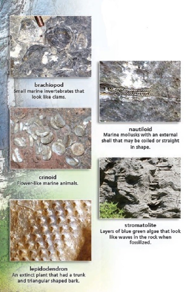 color photos of fossils