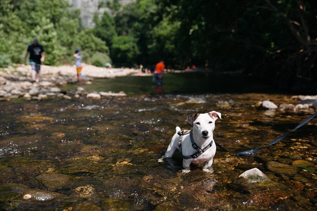 Little dog in river
