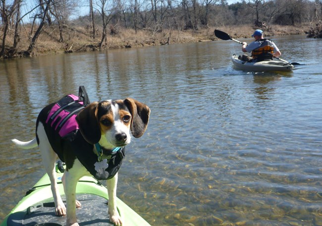 Beagle riding on kayak