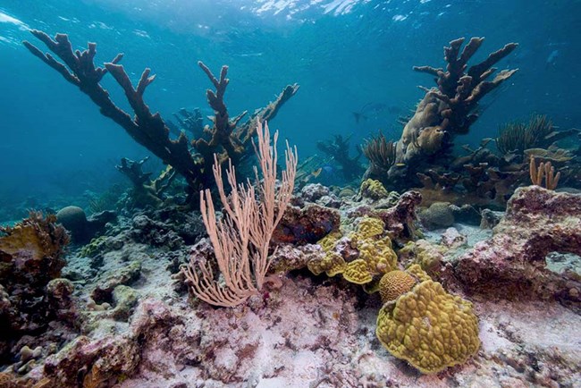 underwater photograph of corals at Buck Island