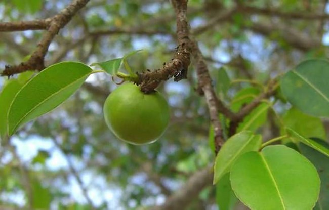 Photograph of poisonous manchineel apple
