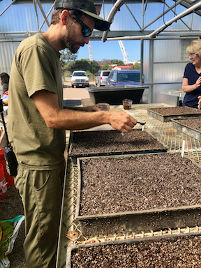 Prepared flats being planted with Mission Manzanita seeds