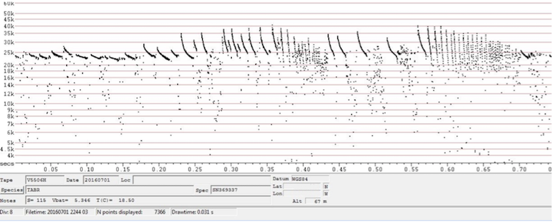 Sonogram of a Mexican Free-tail bat call Sonogram of a Mexican Free-tail bat call