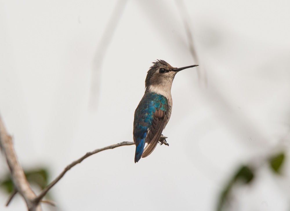 A tiny gray hummingbird with iridescent aquamarine wings sits perched at the end of a small branch.