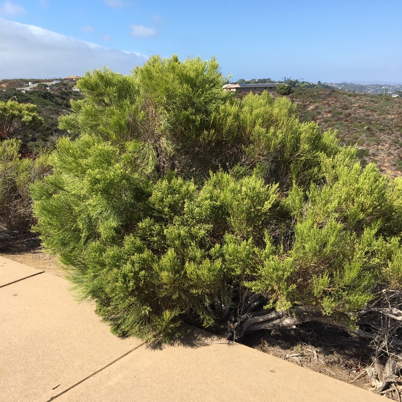 The Hybrid Desertbroom, a mix between a Coyote Brush and Broom Baccharis