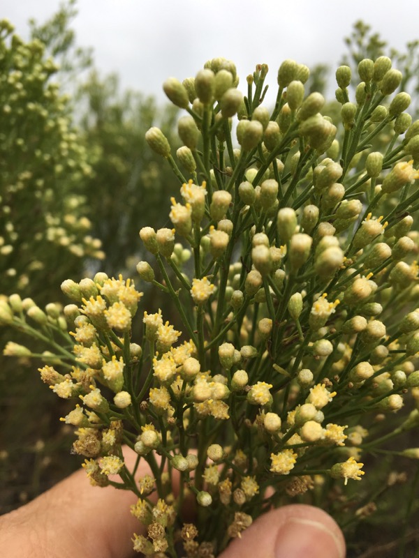 The yellow pollen ends of the male portion of the Desertbroom