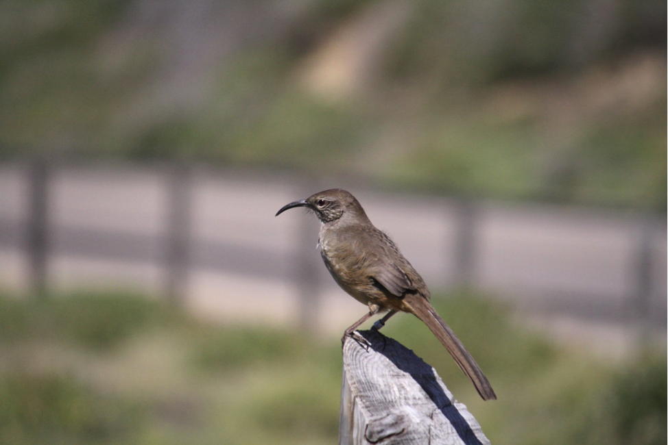 California Thrasher Photo of a California Thrasher