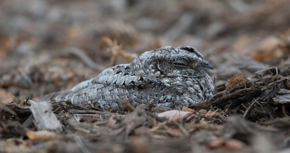 Common Poorwill (Phalaenoptilus nuttallii)