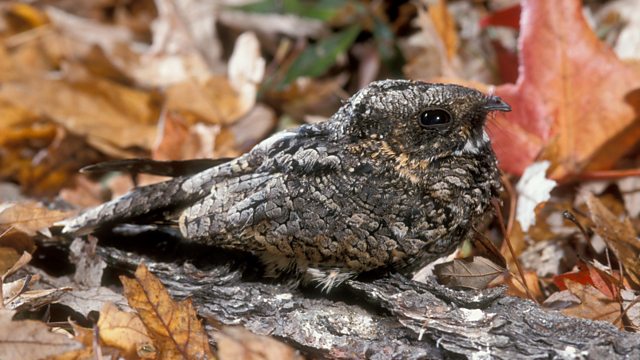 Common Poorwill (Phalaenoptilus nuttallii)