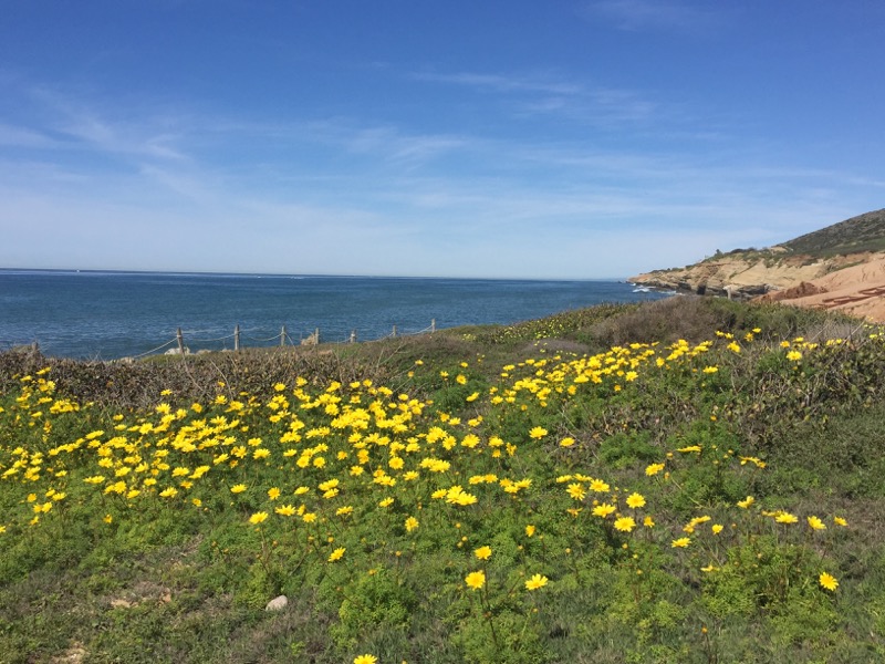 Photo of a Sea Dahlia