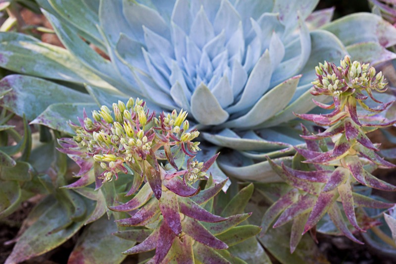 Photo of Dudleya