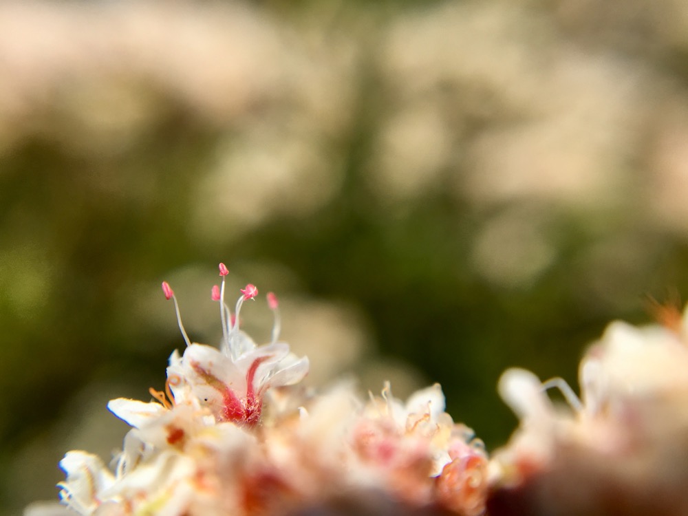 Detail of the flower’s pink anthers standing erect from the base of the flower.