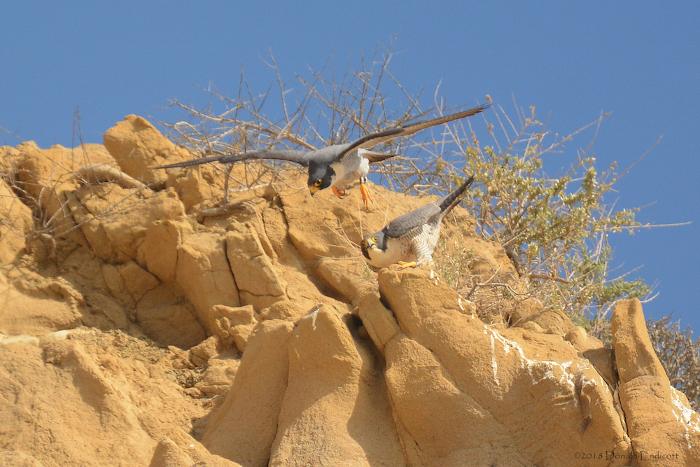 Male Peregrine leaving female after mating