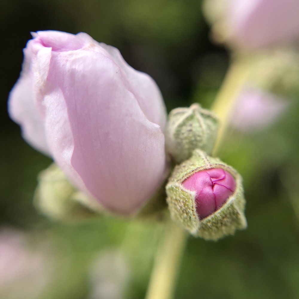 A close-up of a bud cluster on the stem with a small bloom and a bud just beginning to open.