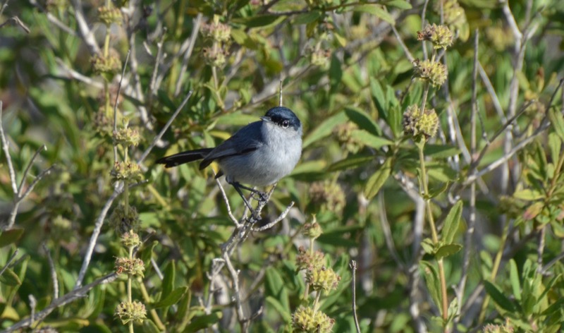 Photo of a Gnatcatcher Photo of a Gnatcatcher