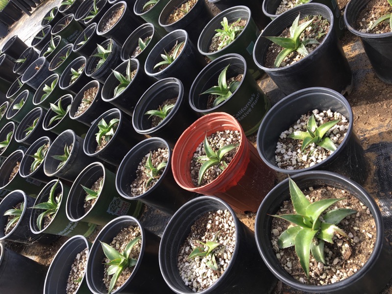 Photo of plants in a greenhouse