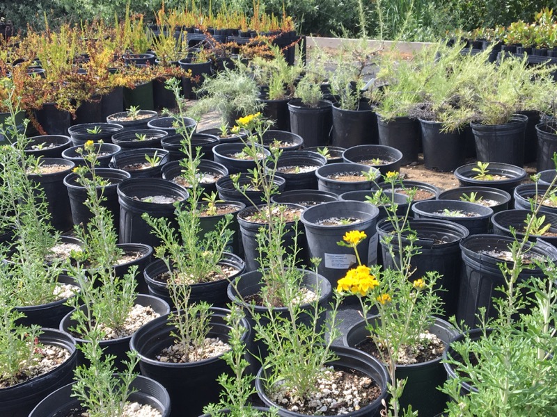 Photo of plants in a greenhouse