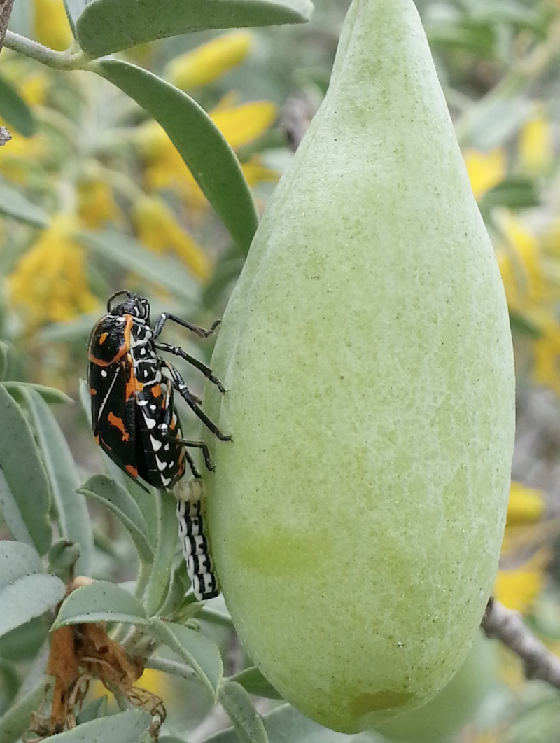 Harlequin bug