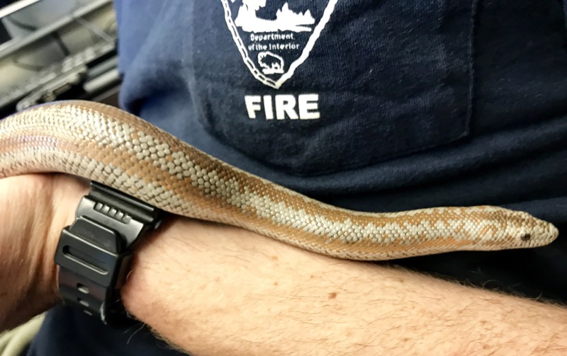 Our snake ambassador Salvador came out to greet guests during the festivities. 