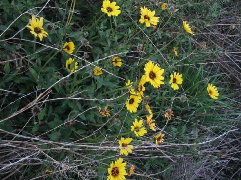 Encelia californica, Bush Sunflower, in bloom