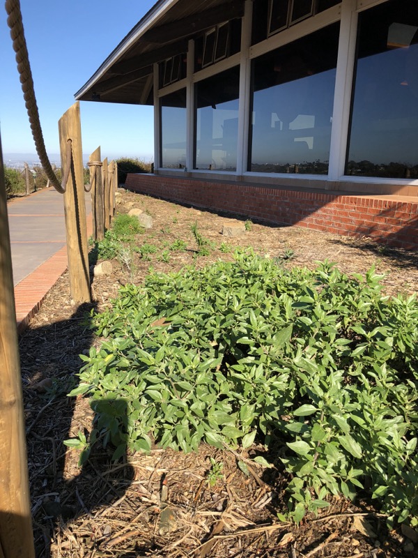 West facing side of Visitor Center with new native plant species and railing