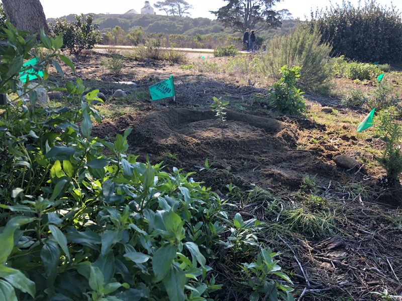 Native plants growing inside the traffic circle at Cabrillo National Monument Native plants growing inside the traffic circle at Cabrillo National Monument