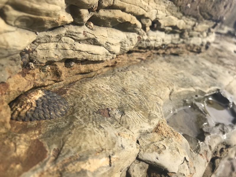 Owl Limpets make distinct markings on the rocks as they graze using their radula, seen here along the cliff edge.