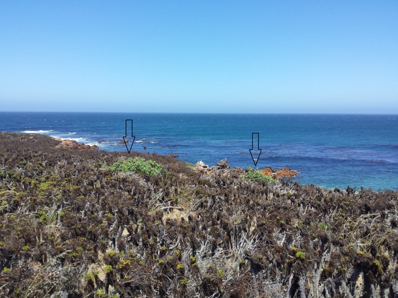 Photo of Giant Coreopsis Photo of Giant Coreopsis