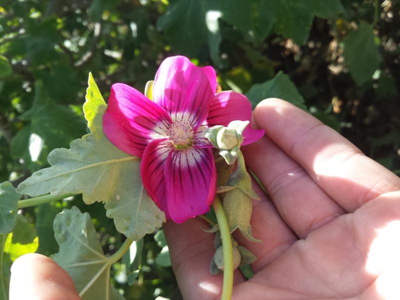 Photo of Lavatera Photo of Lavatera
