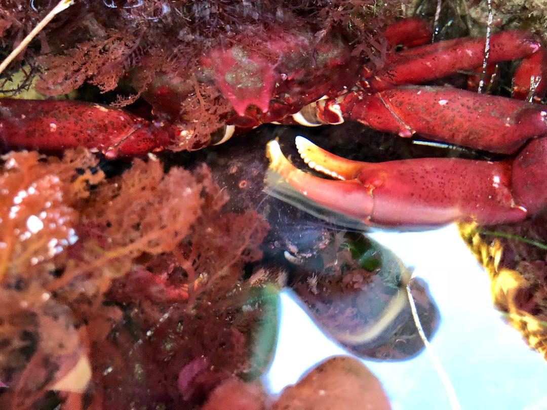 Under the cavernous rocks- kelp crabs hide from the receding tide. Under the cavernous rocks- kelp crabs hide from the receding tide.