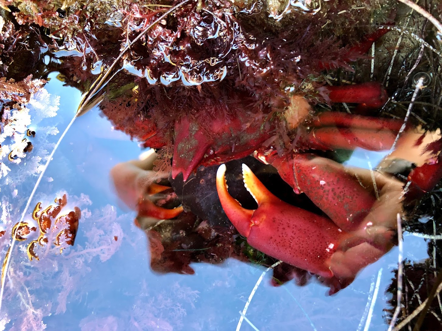 Globose Kelp Crab hiding under a rocky outcrop