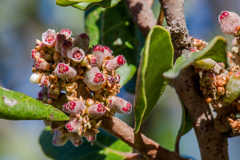 Photo of Lemonade Berry